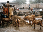 Nigeria, Leather Source